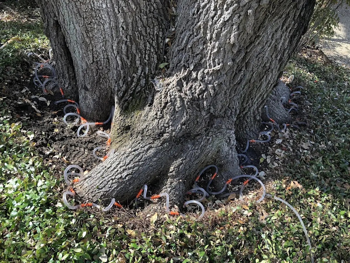 Detailed Tree Cabling and Bracing job site in Oneonta