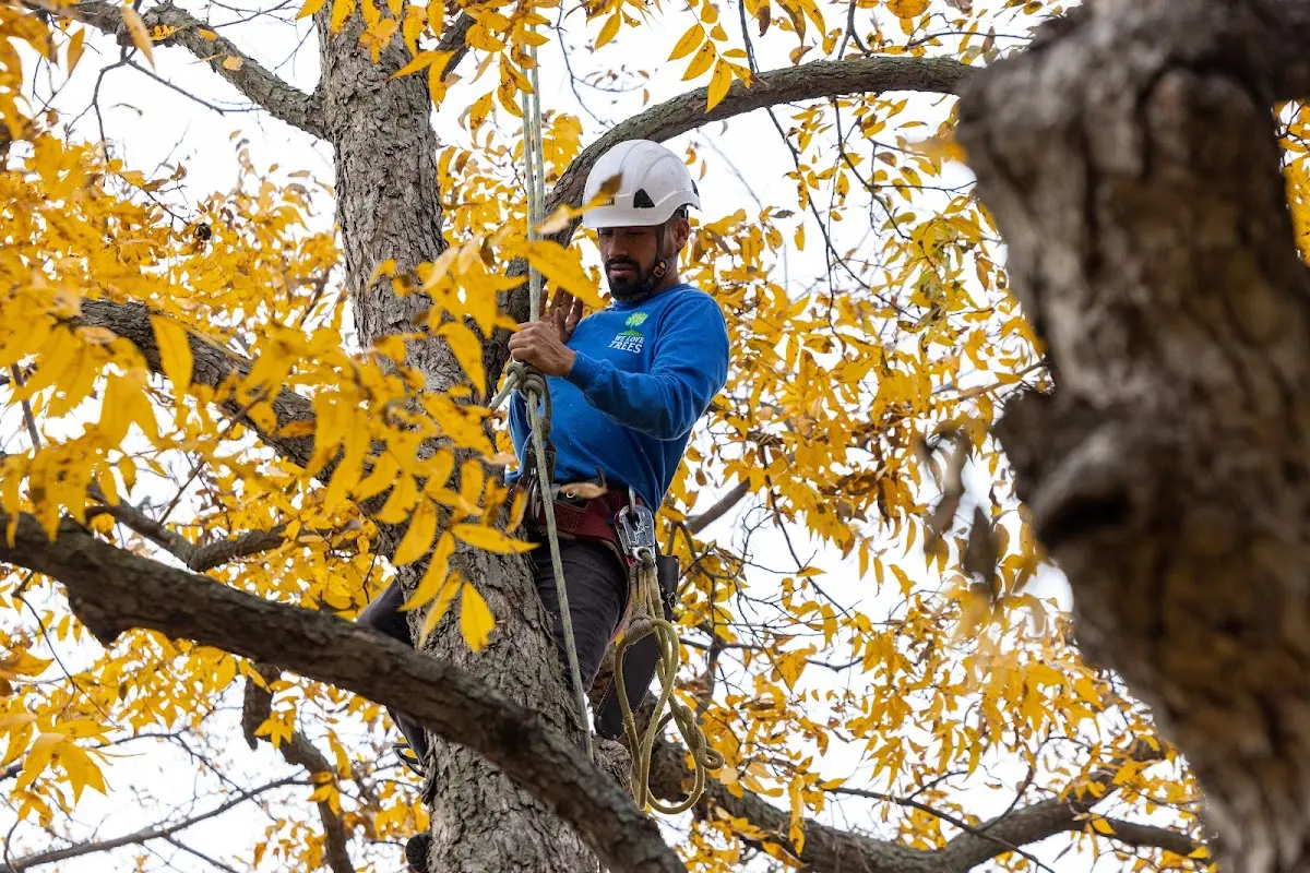 Skilled Tree Trimming crew working in Oneonta